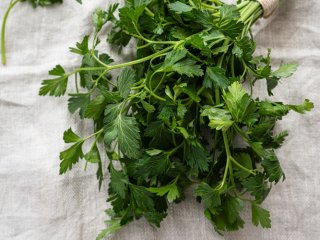 Koriander