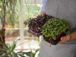 Selvvandingspotte | Fordele og anvendelse i din have