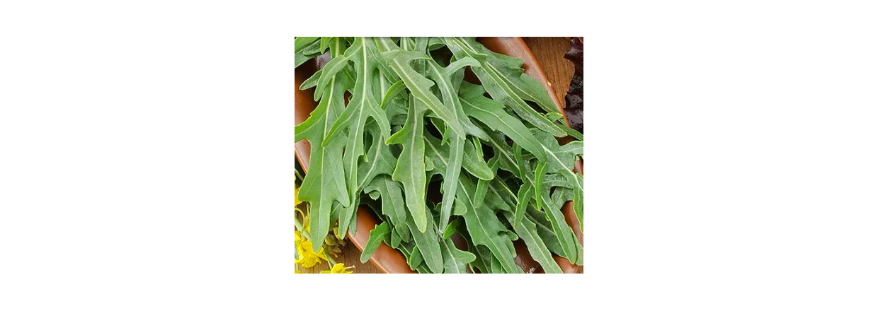 Rucola