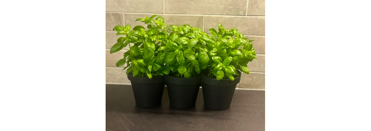 Krydderurter i k�kkenet: S�dan bruger du dem i madlavningen