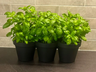 Krydderurter i k�kkenet: S�dan bruger du dem i madlavningen