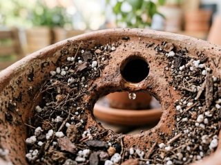 Optimal plantejord til dine planter