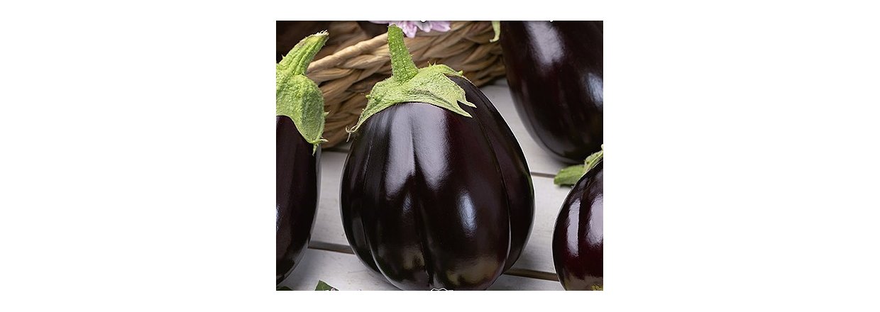 Aubergine