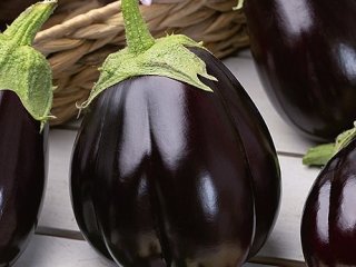 Aubergine