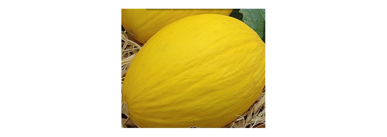 Melon