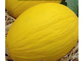 Melon