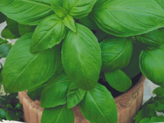 Basilikum