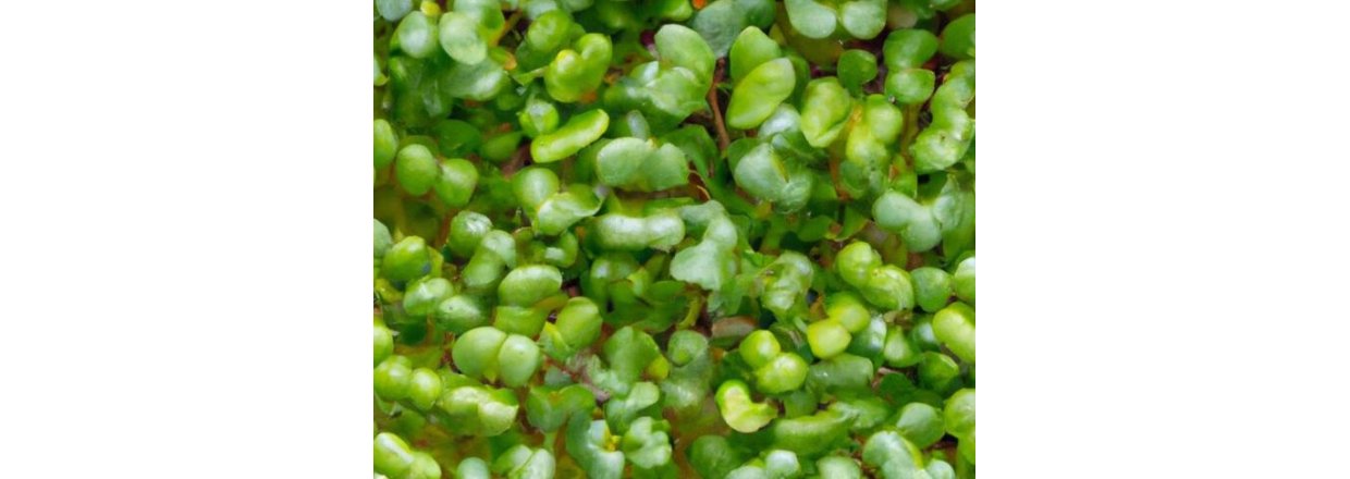 Mikrogr�nt | S�dan kommer du i gang med at dyrke det derhjemme