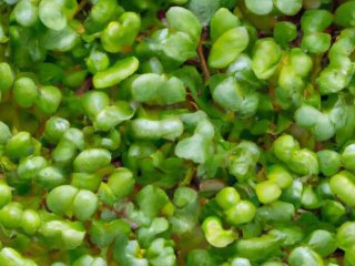 Mikrogr�nt | S�dan kommer du i gang med at dyrke det derhjemme