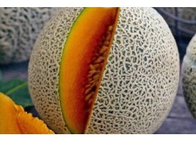 Melon