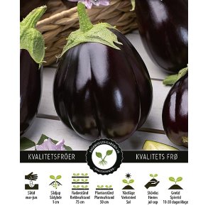 Aubergine Black Beauty
