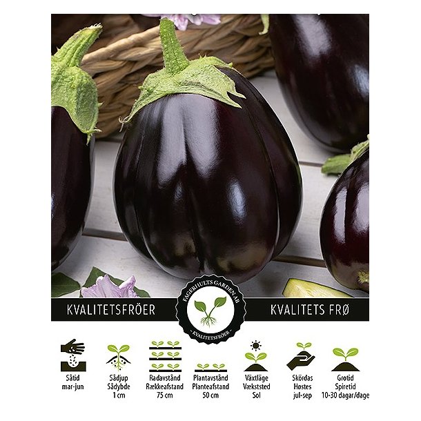 Aubergine Black Beauty