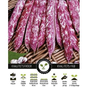 Bnne Borlotto Coco nain rose dyragues