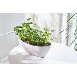 SUSTEE vandingsindikator til potteplanter