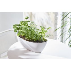 SUSTEE vandingsindikator til potteplanter