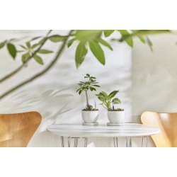 SUSTEE vandingsindikator til potteplanter