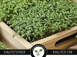 Hvad er mikrogr�nt, og hvorfor er det s� popul�rt?