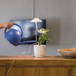 Stueplante med EMOS Z7901 v�kstlys bliver vandet