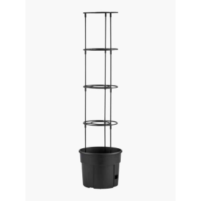 Tomattrn med espalier