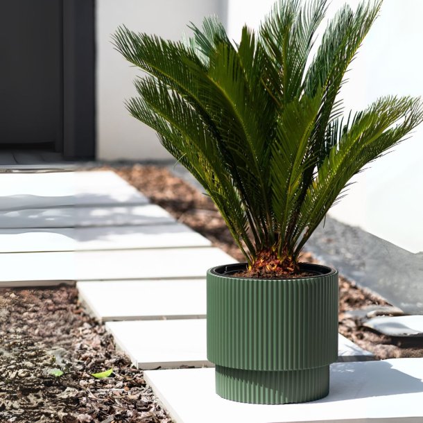 Milly 3 med selvvandingsindsats