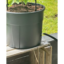 Tomattrn med espalier