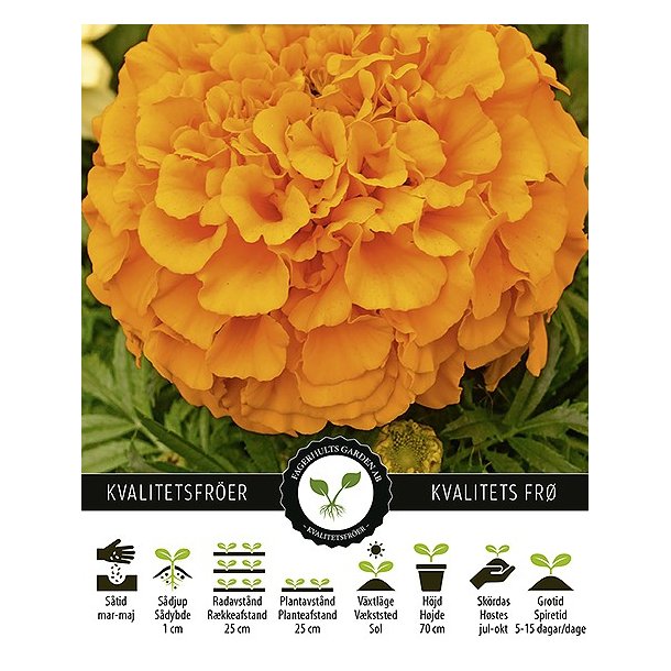 Tagetes Clinton