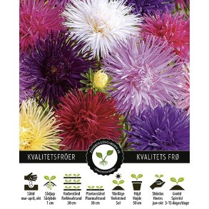 Aster Giant Ray Mix.