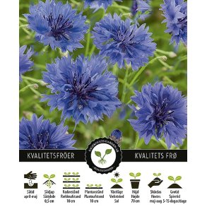 Kornblomst Blue Ball