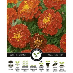 Tagetes Spanish Brocade