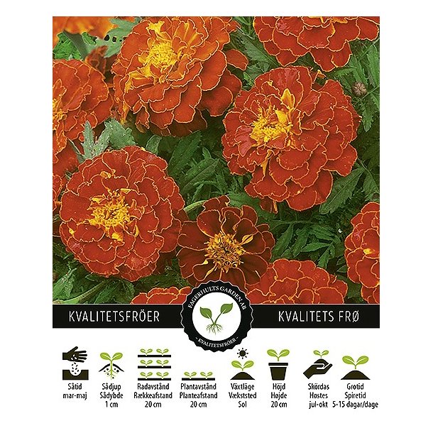 Tagetes Spanish Brocade