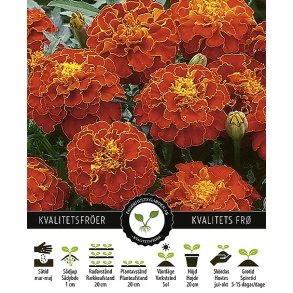 Tagetes Red Brocade