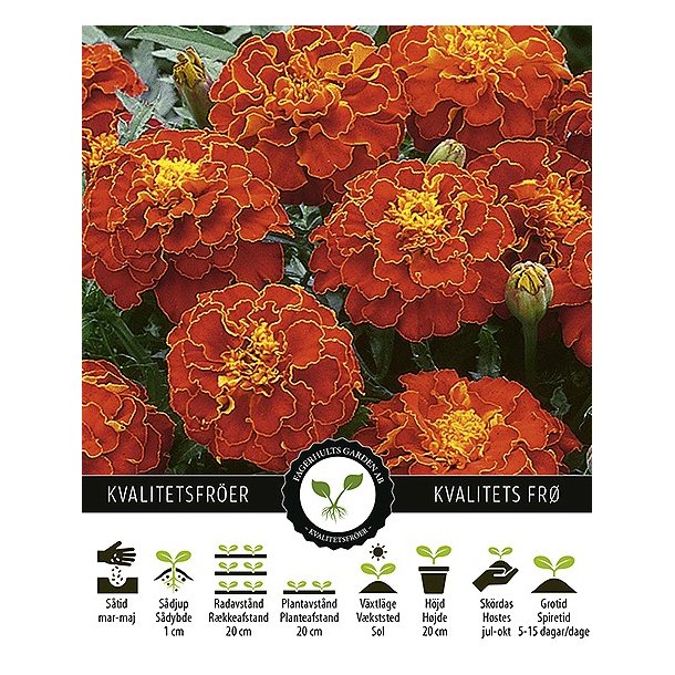 Tagetes Red Brocade