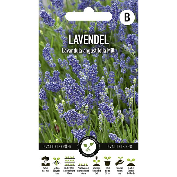 Lavendel