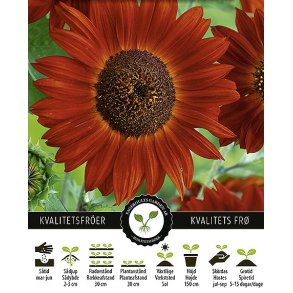 Solsikke Crimson Queen