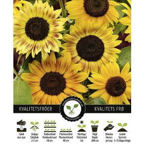 Solsikke Henry Wilde