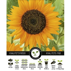 Solsikke Sunspot Gold