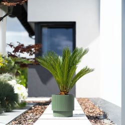 Milly 3 med selvvandingsindsats