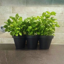 Pottest til Krydderurter