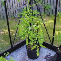 Tomattrn med espalier