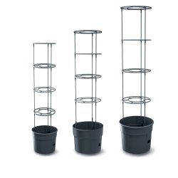 Tomattrn med espalier