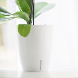 Miro, Potte med selvvanding