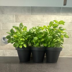 Pottest til Krydderurter