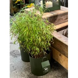 Olivengrnt Spyd til Hnge Lanterne