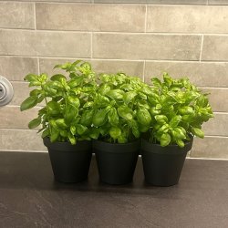 Pottest til Krydderurter