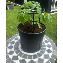 Tomattrn med espalier