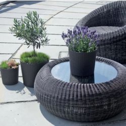 Rato potte med selvvandingsindsats