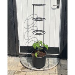 Tomattrn med espalier