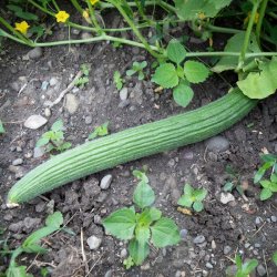 Agurk Armenische �ko