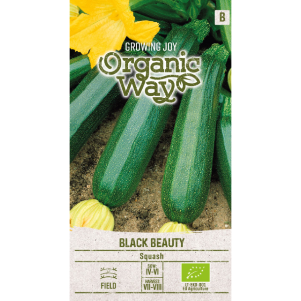 Squash Black Beauty