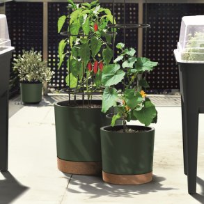 Plantetrn med espalier